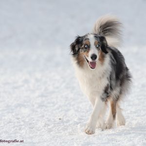 Silvester mit Hund im Hotel Grimming