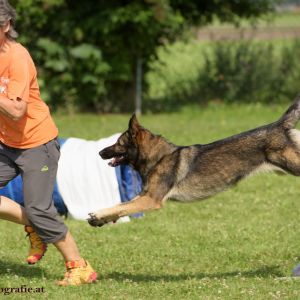 Agility Turnier des ÖSPSC