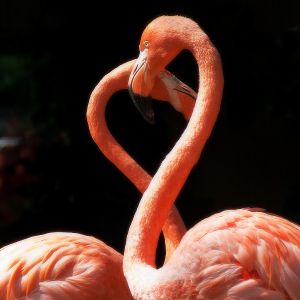 Roter Flamingo