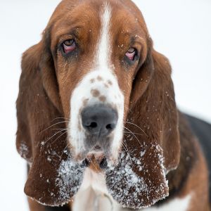 Silvester mit Hund im Hotel Grimming