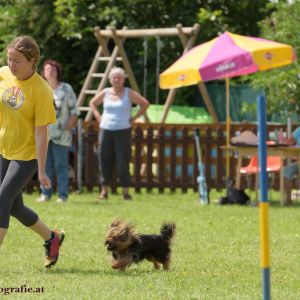 Agility Turnier des ÖSPSC