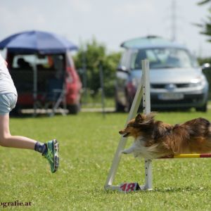 Agility Turnier des ÖSPSC