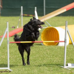 Agility Turnier des ÖSPSC