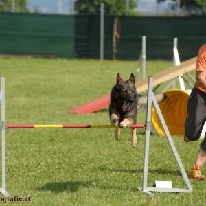 Agility Turnier des ÖSPSC