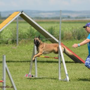 Agility Turnier des ÖSPSC