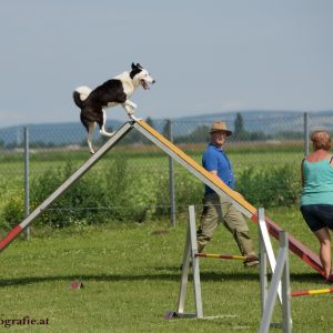 Agility Turnier des ÖSPSC