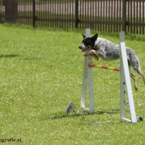 Agility Turnier des ÖSPSC