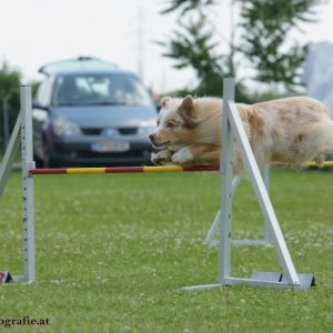 Agility Turnier des ÖSPSC