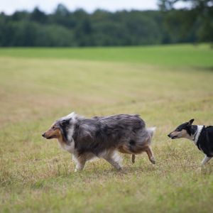 Kurzhaarcollie Treffen in Sulz im Wienerwald