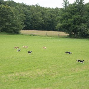 Kurzhaarcollie Treffen in Sulz im Wienerwald