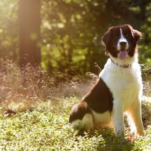 Urlaub mit Hund auf Gut Feuerschwendt