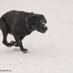 Silvester mit Hund im Hotel Grimming