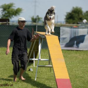 Agility Turnier des ÖSPSC