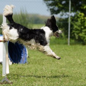 Agility Turnier des ÖSPSC