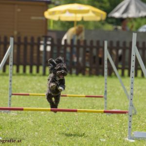 Agility Turnier des ÖSPSC