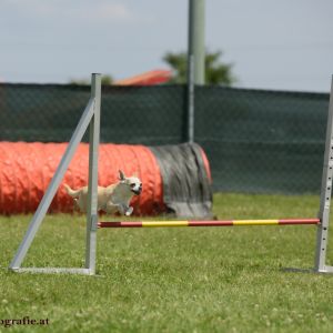 Agility Turnier des ÖSPSC