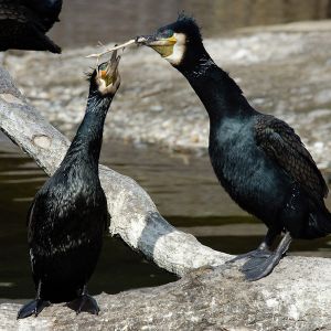 Kormoran 