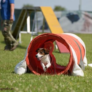 Agility Turnier des ÖSPSC