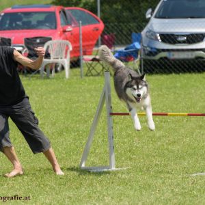 Agility Turnier des ÖSPSC