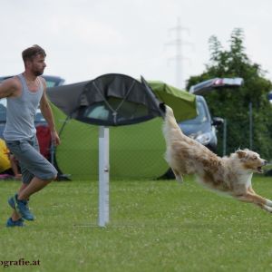 Agility Turnier des ÖSPSC