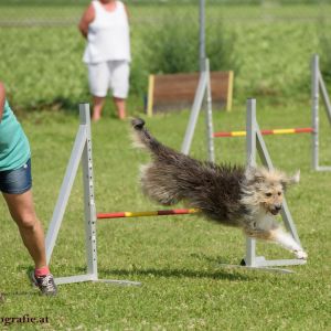 Agility Turnier des ÖSPSC