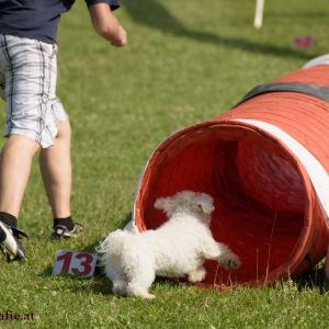 Agility Turnier des ÖSPSC