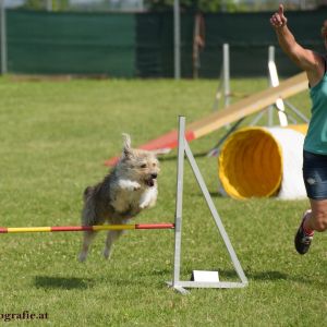 Agility Turnier des ÖSPSC