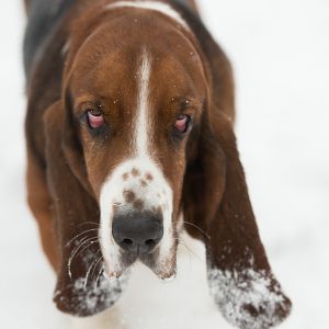 Silvester mit Hund im Hotel Grimming