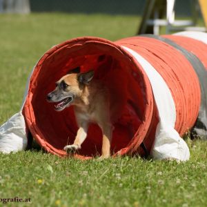 Agility Turnier des ÖSPSC