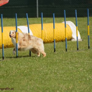 Agility Turnier des ÖSPSC