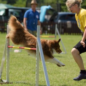 Agility Turnier des ÖSPSC