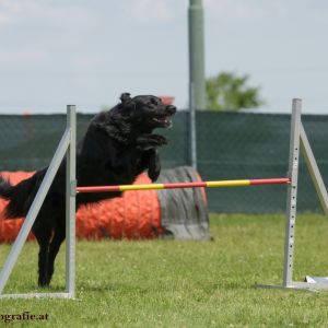 Agility Turnier des ÖSPSC