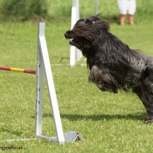 Agility Turnier des ÖSPSC