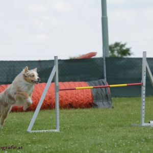 Agility Turnier des ÖSPSC