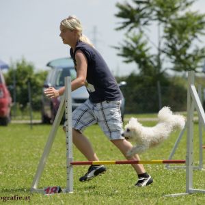 Agility Turnier des ÖSPSC