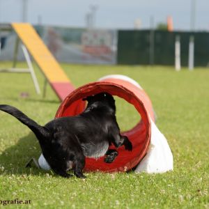 Agility Turnier des ÖSPSC