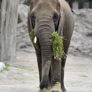 Afrikanischer Elefant