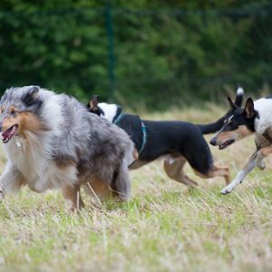 Kurzhaarcollie Treffen in Sulz im Wienerwald