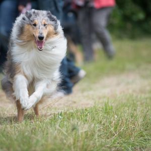 Kurzhaarcollie Treffen in Sulz im Wienerwald