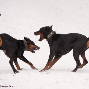 Silvester mit Hund im Hotel Grimming