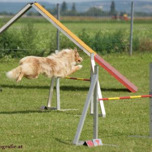 Agility Turnier des ÖSPSC