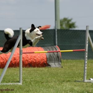 Agility Turnier des ÖSPSC