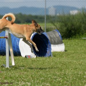 Agility Turnier des ÖSPSC