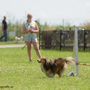 Agility Turnier des ÖSPSC