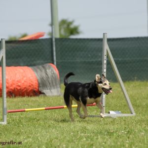 Agility Turnier des ÖSPSC