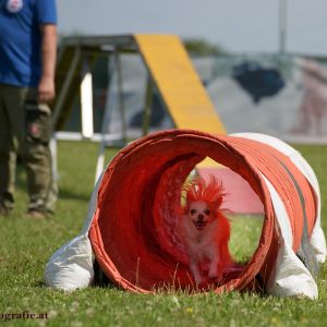 Agility Turnier des ÖSPSC