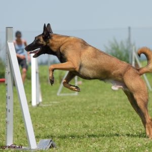 Agility Turnier des ÖSPSC