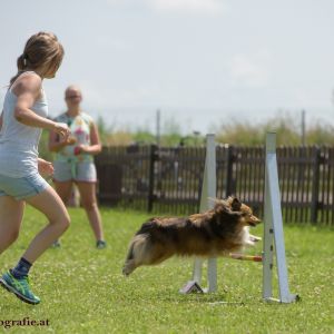 Agility Turnier des ÖSPSC