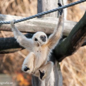 Weißhandgibbon