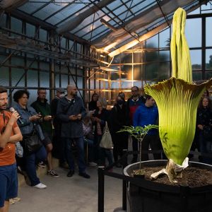 Amorphophallus_titanum_DSC_5920.jpg